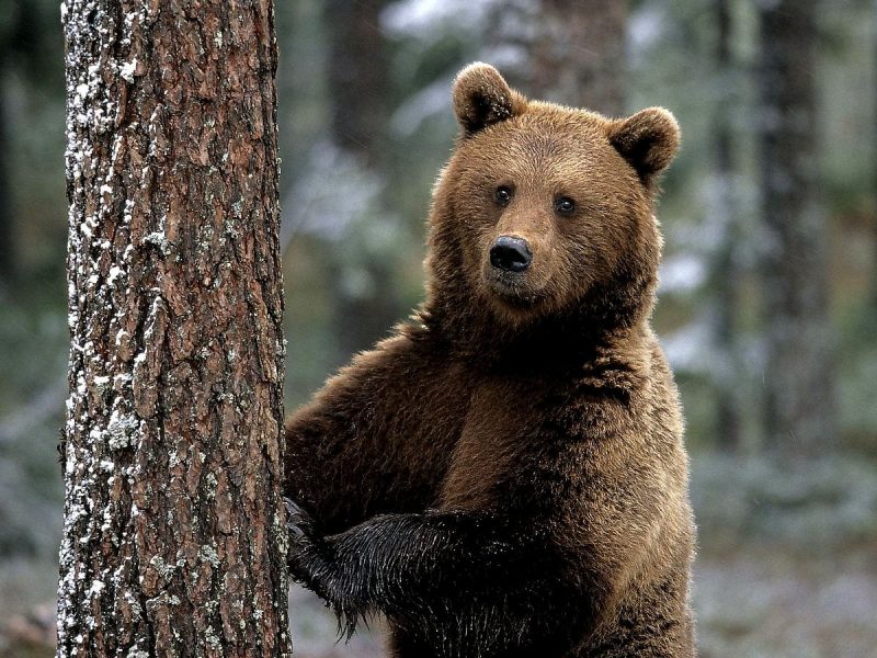Почав свистіти: як у Карпатах спортсмен від ведмедя рятувався