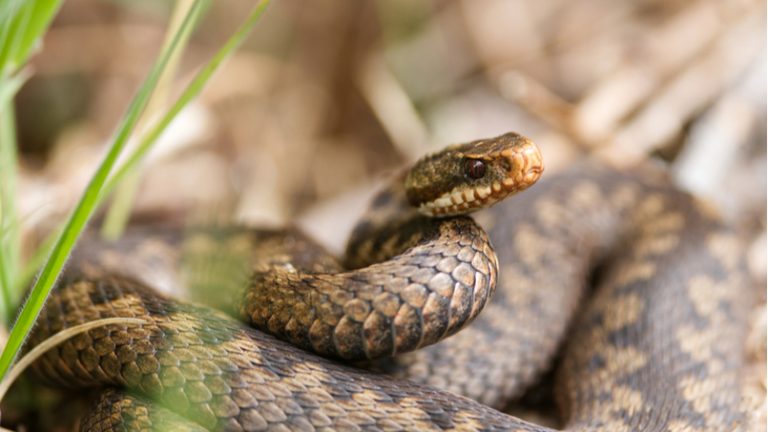 На Прикарпатті чоловік потрапив до реанімації через укус змії 2 viper 2905