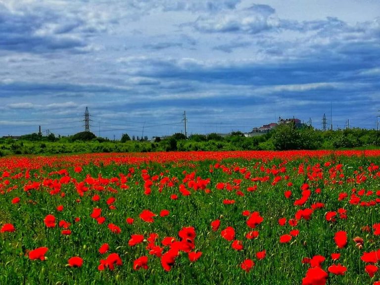Справжнє червоне море: на Закарпатті розквітло макове поле (ФОТО)