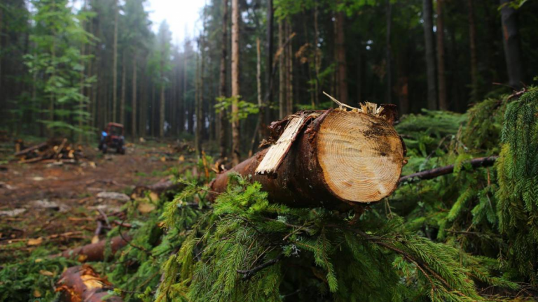 На Прикарпатті викрили угруповання, яке займалося незаконною заготівлею деревини 11 195827512 2850808405235514 3010895164213498793 n