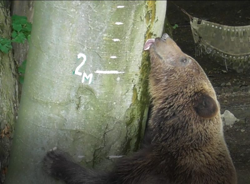 У Галицькому НПП поміряли ведмедів: є рекордсмен (ФОТО)