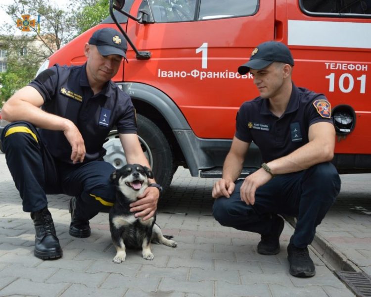 Франківських рятувальників щоранку зустрічає пес Тушканчик (ФОТО)
