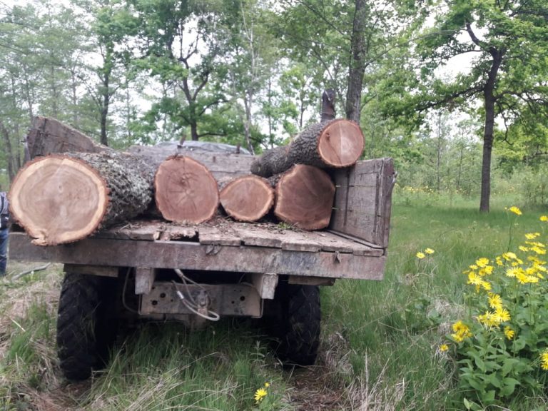Почули звук бензопили: на Франківщині поліцейські застукали крадіїв дуба (ФОТО)