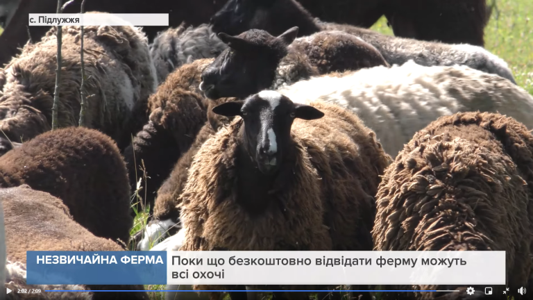 Прикарпатець організував справжню "буйволину ферму" (ВІДЕО) 13 Bez imeni3