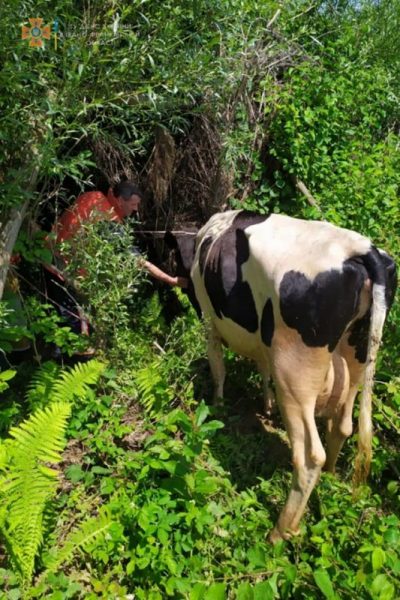 На Прикарпатті корова впала у річку (ФОТО)