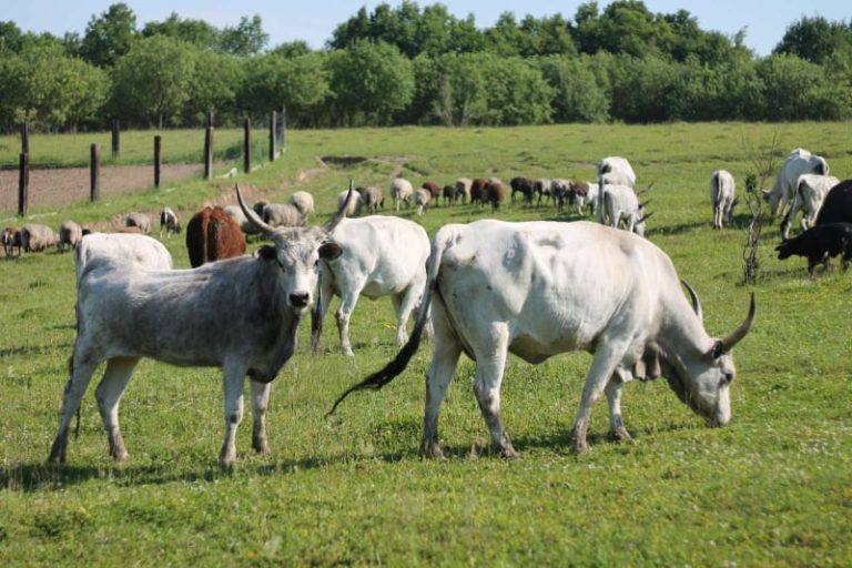 Біля Франківська вирощують буйволів та плодові дерева (ФОТО) 3 214487021 1987910451373299 7756320457032483599 n