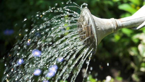 На Городенківщині людей закликають не поливати свої присадибні ділянки питною водою