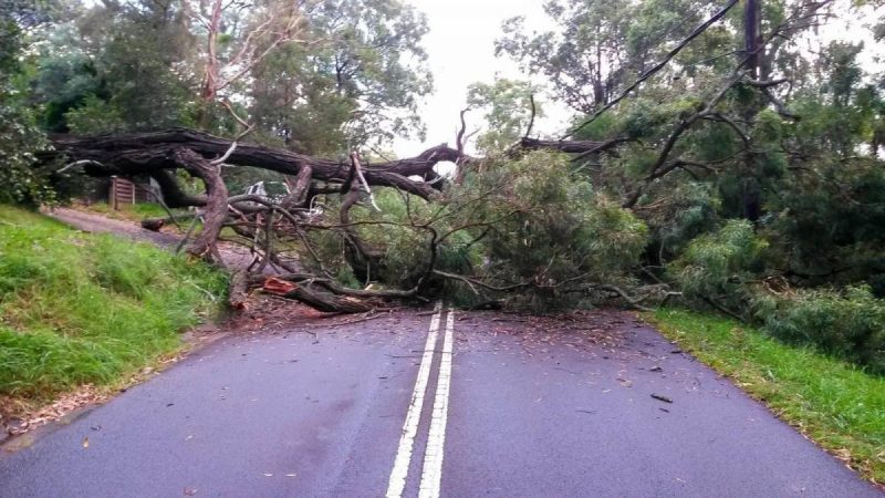 14 повалених вітром дерев: наслідки негоди на Коломийщині та Надвірнянщині