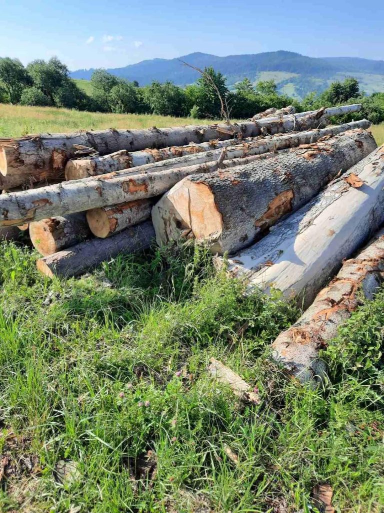 У Долині хочуть навести порядок у лісовому господарстві (ФОТО)