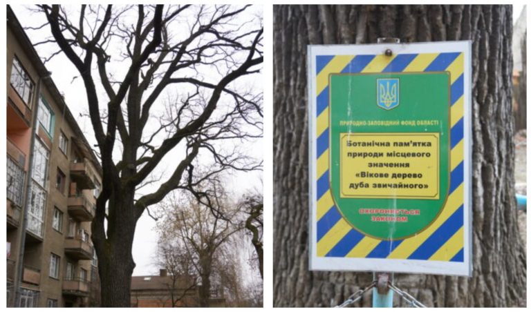 Мандри непомітним Івано-Франківськом: найстаріші дерева міста (ФОТО) 22 MyCollages 2021 07 28T075549.232