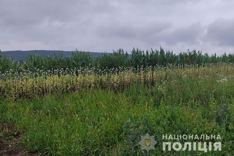 На Тернопільщині поліцейські шукають незаконні посіви маку (ФОТО)