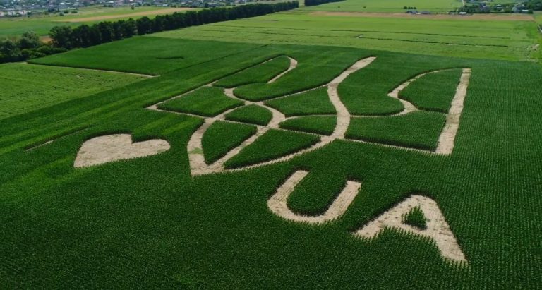 Біля аеропорту "Бориспіль" з кукурудзи висіяли рекордний український тризуб (ФОТО)