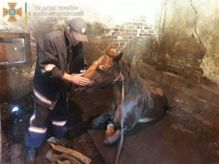 На Надвірнянщині коневі знадобилася допомога рятувальників (ФОТО) 2 229839709 4160654564054347 6940092427649903380 n
