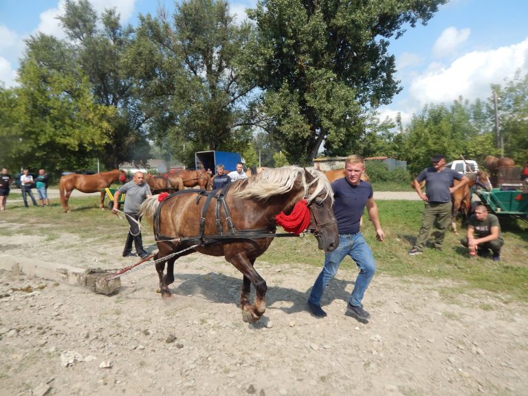 У селищі Заболотів відбувся великий кінський ярмарок (ФОТО) 5 240331723 530929111315452 6505604305778876917 n