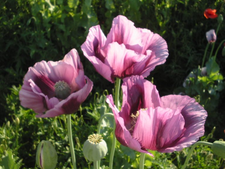 На Коломийщині покарали жінку за вирощування маку 5 N2 Mohn