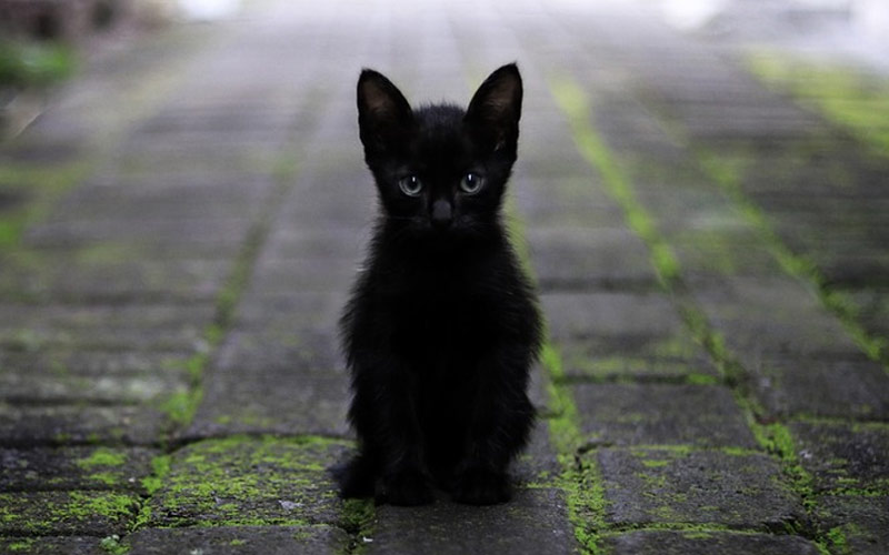 mito gato negro