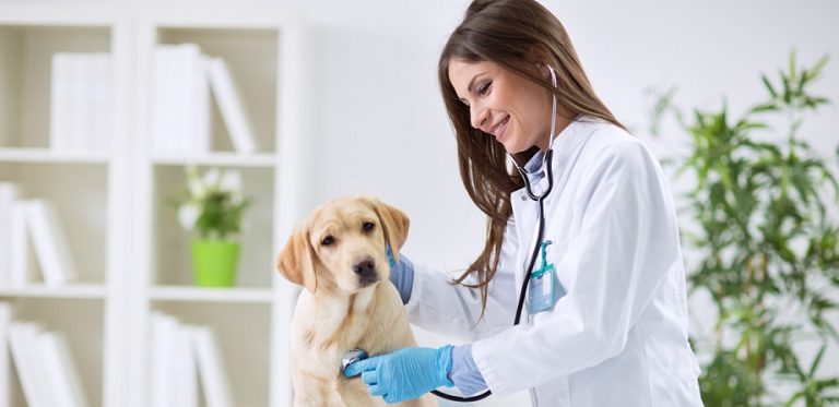 8 серпня - День працівників ветеринарної медицини 1 options huge vet bill
