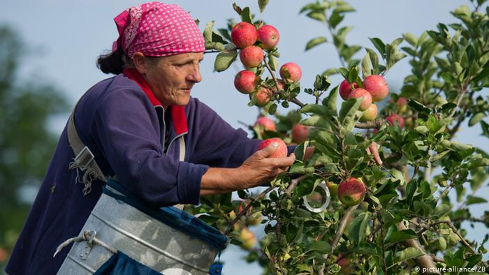 Українські заробітчани відмовляються працювати в Польщі на зборі яблук