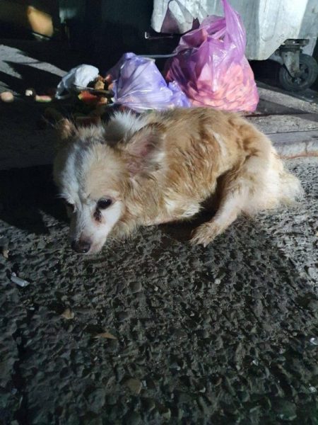 В Івано-Франківську собаку зав'язали у два пакети та викинули у смітник (ФОТО)