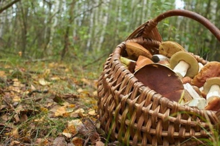 "Тихе полювання": чоловіка з Долини – знайшли, а пенсіонера з Рожнятівщини й досі шукають 3 Na Hmelnichchini znayshli 83 richnogo gribnika scho zablukav u lisi 1 2019 10 26 12 06 59