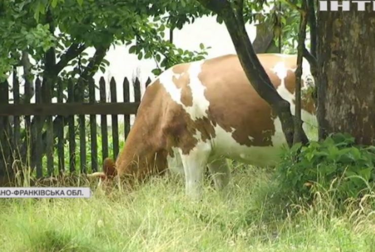 Переводив корову: у Бурштинській громаді збили чоловіка 