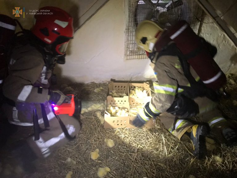 В Львівській області гасили пожежу в пташнику: загинули 30 000 курчат (ФОТО)