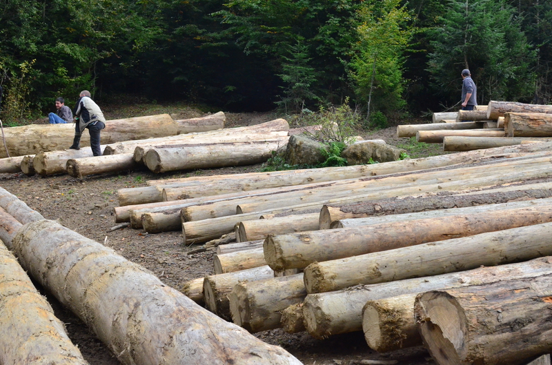 Назріває бунт: на Косівщині людям перестали продавати дрова