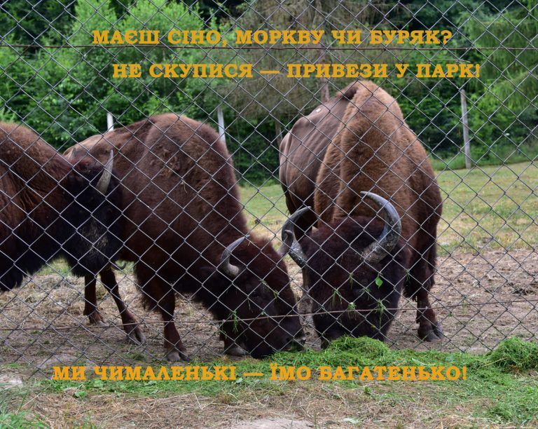 Сіно, морква чи буряк: прикарпатців заохочують пригостити смаколиками мешканців Галицького парку