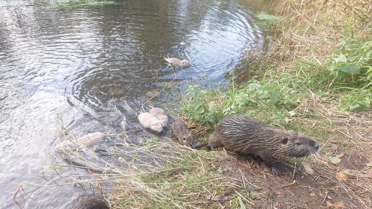 На Рожнятівщині у водойму випустили два десятки нутрій (ФОТО)