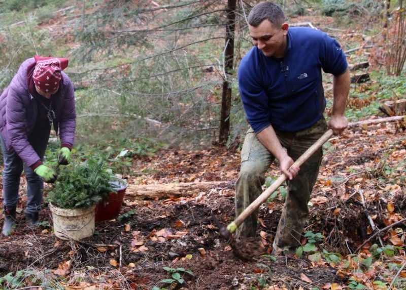 В Брошнівському лісгоспі висадили 900 дерев (ФОТО)