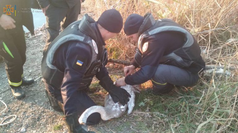На Львівщині рятувальники звільнили з полону лебедя (ФОТО) 1 На Львівщині рятувальники звільнили з полону лебедя (ФОТО)
