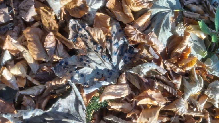 На Прикарпатті з дерев опадає сіре листя з чорними плямами (ФОТО)