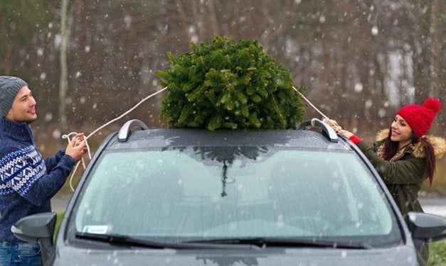 На Франківщині стартувала ялинкова кампанія: де і за скільки можна купити новорічне дерево