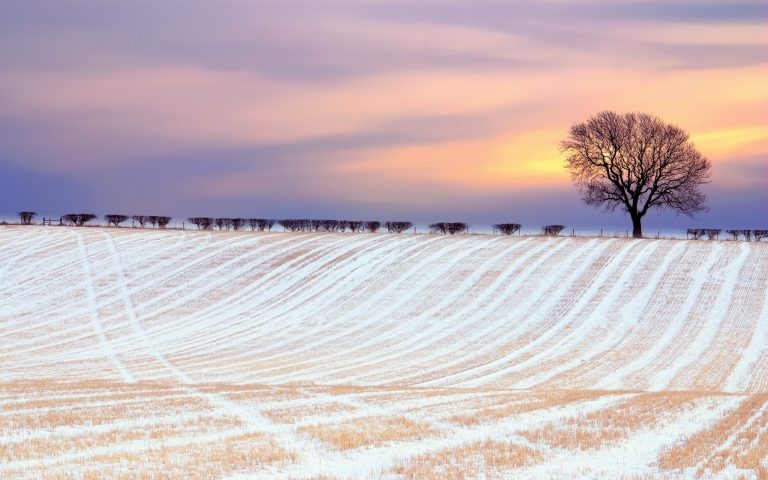 Стало відомо, скільки землі продали у Івано-Франківській та сусідніх областях (ІНФОГРАФІКА)