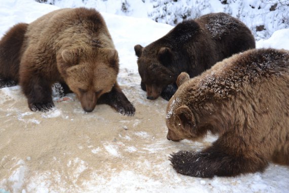 У Карпатах ведмеді передумали впадати у сплячку (ФОТО)