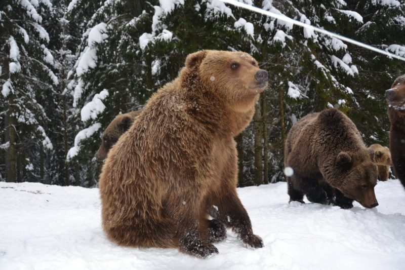 У Карпатах ведмеді передумали впадати у сплячку (ФОТО)