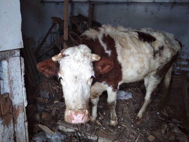 На Калущині господарі тримають корову в жахливих умовах (ФОТО)