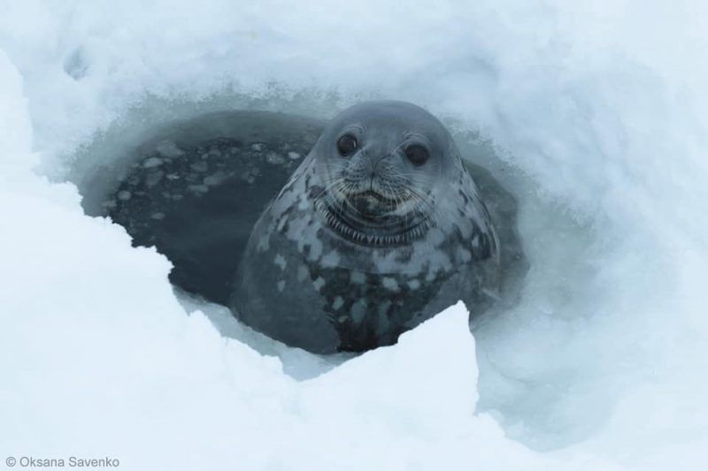 Українські вчені записали в Антарктиді спів тюленів (ВІДЕО)