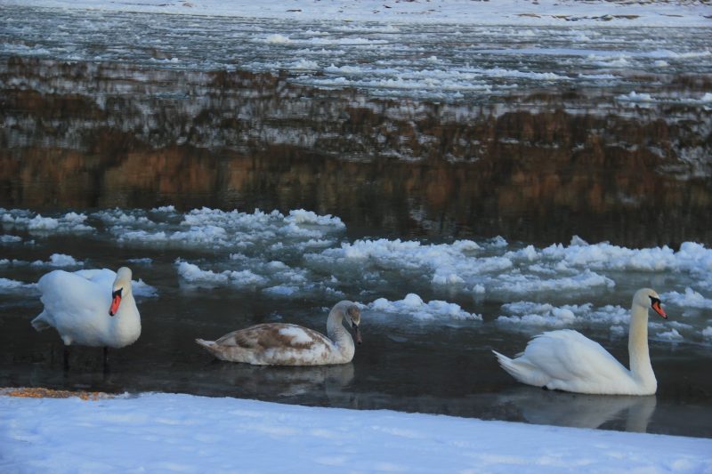 У мережі показали замерзлий водоспад у Яремче й сімейство лебедів, які зимують на Дністрі (ФОТО)
