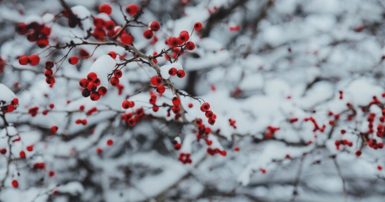 20 січня – яке сьогодні свято: традиції, прикмети 12 5e244f62bb7bf pexels photo 1710355