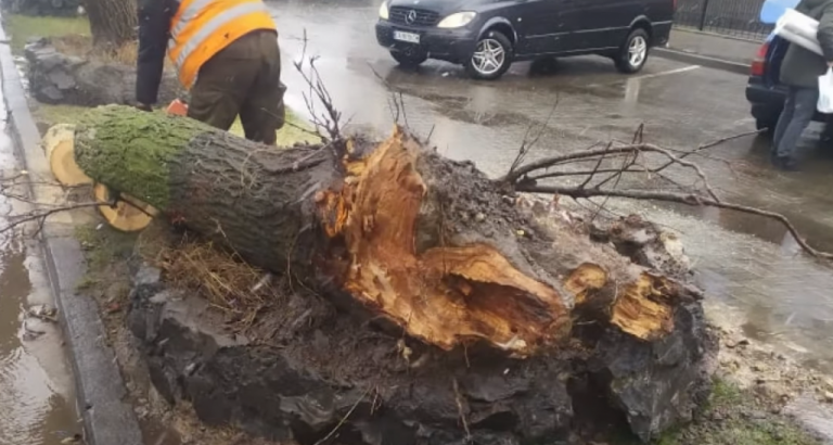 На Львівщині на жінку впало дерево: що з нею (ВІДЕО) 5 На Львівщині на жінку впало дерево: що з нею (ВІДЕО)