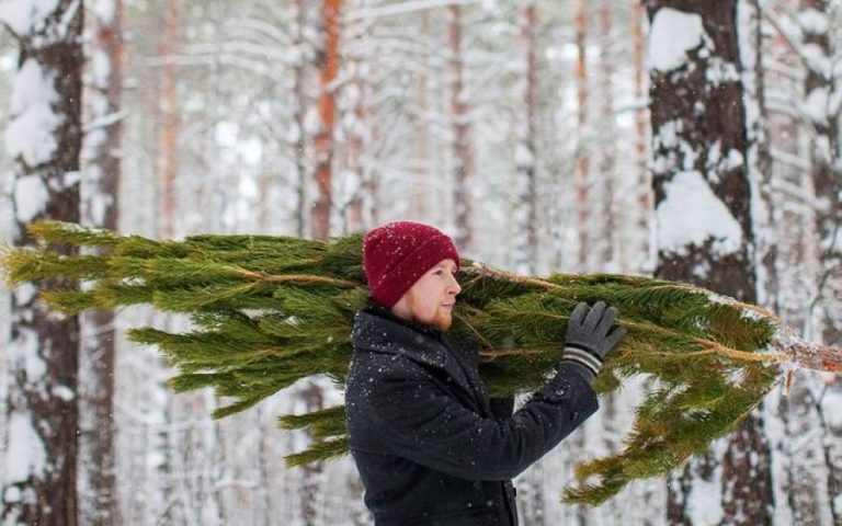 У Коломиї повідомили, де можна здати новорічну ялинку після зимових свят 3 У Коломиї повідомили, де можна здати новорічну ялинку після зимових свят