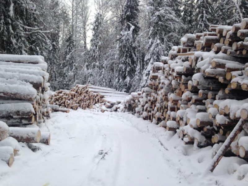 В Тернопільській області на 35-річного лісоруба впало дерево: чоловік помер