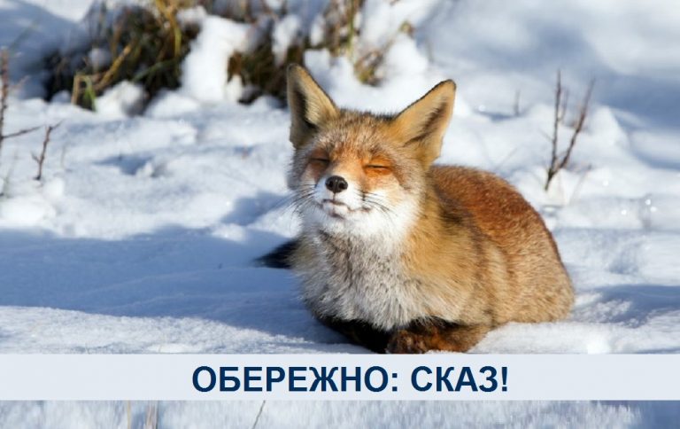 На Калущині та Городенківщині ввели карантин через сказ лисиць 12 На Калущині та Городенківщини ввели карантин через сказ лисиць