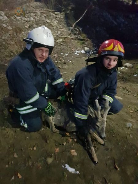 У Надвірній допомога рятувальників знадобилася козулі: що сталося з твариною (ФОТО)