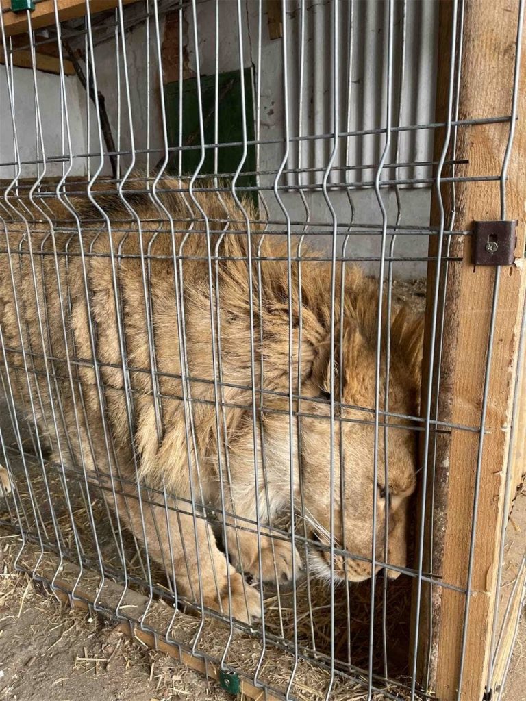 Ромка - не у притулку: на Прикарпатті власник лева відмовився віддати тварину (ФОТО) 8 273738453 4670212276367288 6156658669861327748 n