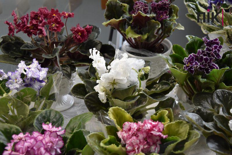 Фіалки та кактуси: франківців та гостей міста запрошують на виставку квітів (ФОТО)