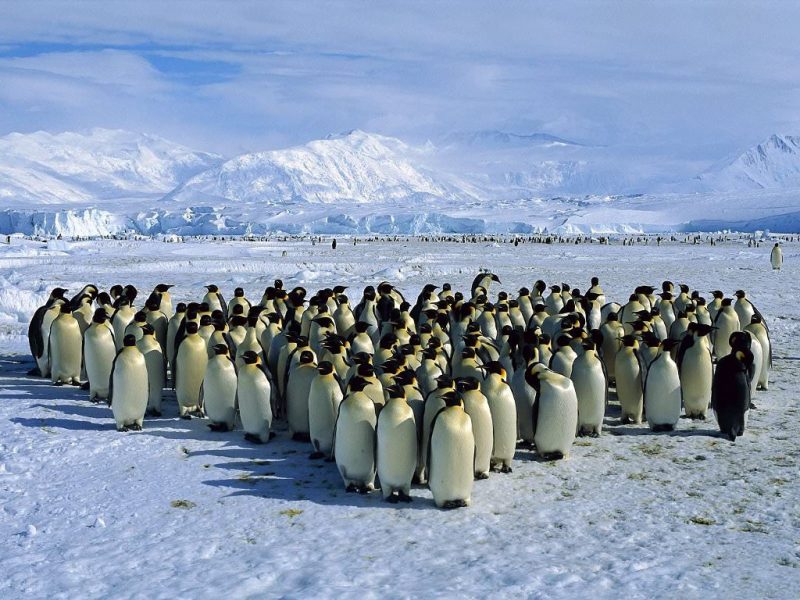 Українські полярники зняли на відео стрибки пінгвінів з води на берег