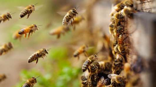На Херсонщині бджоли покусали російських загарбників