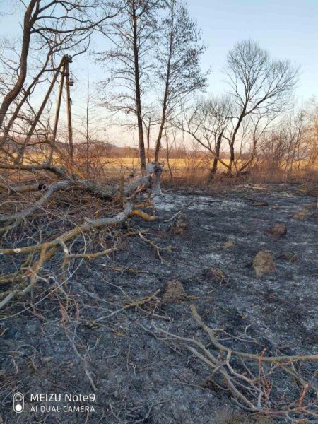 Загорівся горіх і пошкодив проводи: наслідки спалювання трави на Косівщині